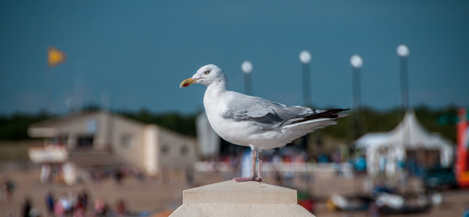 mouette 005