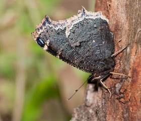 Ventral view of Mourning Cloak, Nymphalis antiopa butterfly, feeding on tree sap