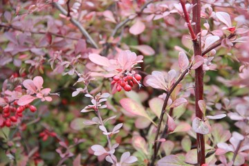 thorny shrub with red leaves and red berries