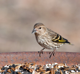 Pine Siskin peeling a sunflower seed at feeding station in winter