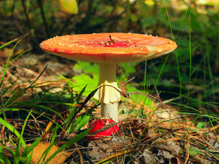 red fly agaric with plain cap in the forest