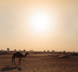 Fototapeta na wymiar Camels in the desert