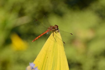 Ruddy darter dragonfly posing on leaf tip