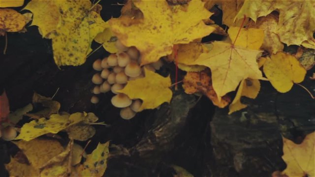 Mushrooms on a stump, autumn leaves