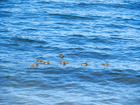 flock of ducks floating in the sea