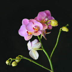 Fototapeta na wymiar Pink orchid flower on a black background