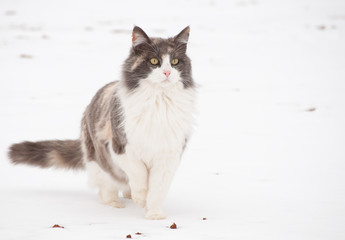 Fototapeta premium Diluted calico cat in snow, alertly looking into distance