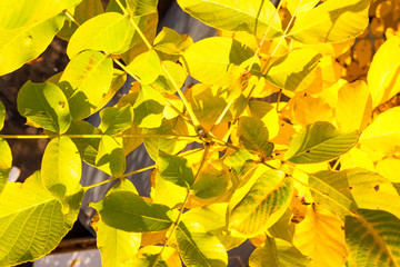 yellow autumn leaves