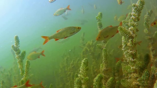 Live in the lake-shoal of common rudd