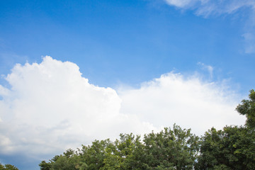 Obraz premium Treetops and Blue Sky