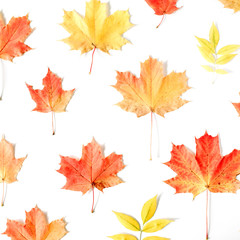 red autumn maple leaf pattern on white background. flat lay, top view. autumn wallpaper