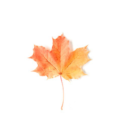 Naklejka na ściany i meble red autumn maple leaf isolated on white background. flat lay, top view