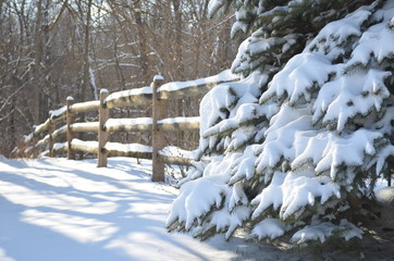 Snow covered pine tree and fence