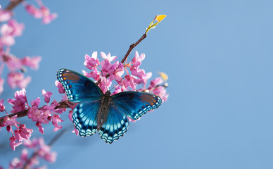 Obraz premium Eastern Redbud tree blooming, with a Red Spotted Purple Admiral butterfly in morning sunlight against blue sky
