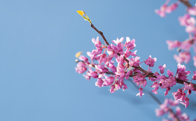 Eastern Redbud tree, Cersis canadensis, brilliant pink flowers in morning sunlight against blue sky