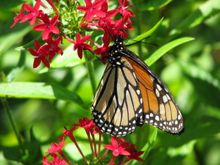 Monarch butterfly feeding on pink milkweed flower in the garden