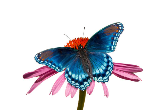 Red-spotted Purple Admiral butterfly on Purple Coneflower, against light muted background