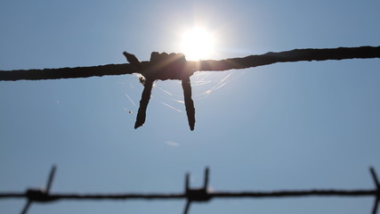 Barbed wire on background solar sky