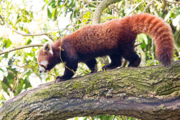 Fototapeta premium Panda roux