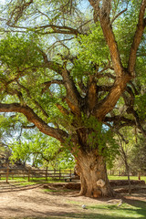 old gnarled tree, Utah