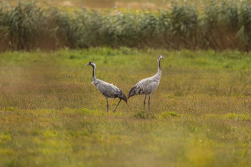 kranichduo