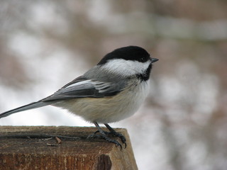 Black-capped Chickadee perched facing right © redtbird02