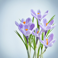 Violet crocus - fresh spring flowers. Floral nature spring background.