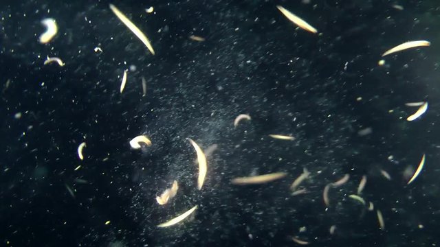 Swept eggs of polychaetes Clam Worms (Nereis sp.) during spawning season in the water column.
