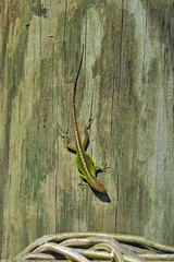 Full body picture of a Gecko on wood heading towards a pile of rope