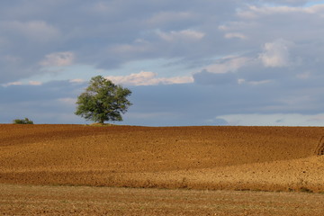 Fototapeta premium campagna
