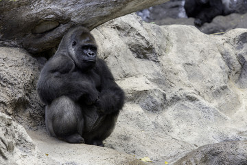 Big gorila