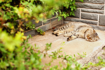 Gray home exotic shorthair tabby cat lying in the garden