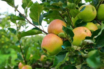 Wild red apples on a branch with green leaves. Closeup.