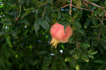 Pink pomegranate