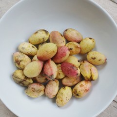 Freshly picked pistachio nuts in their outer shell