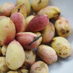 Freshly picked pistachio nuts in their outer shell