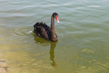 Black swan in Pond