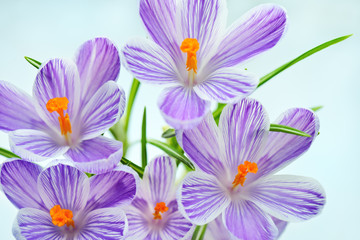 Violet crocus - fresh spring flowers. Floral nature spring background.