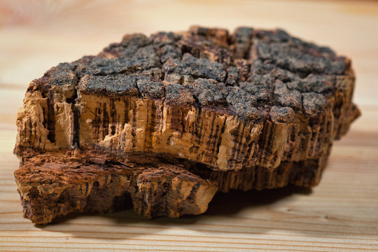 cork tree closeup. From this tree is made bottle caps
