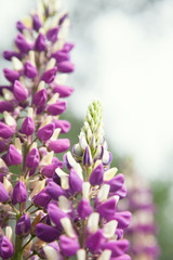 Lupine to the sky