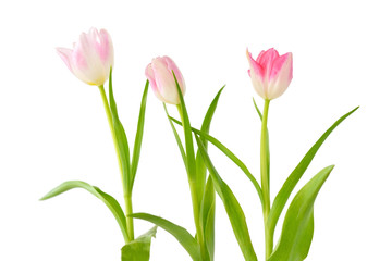 Spring flowers. Three pink tulips isolated on white background.
