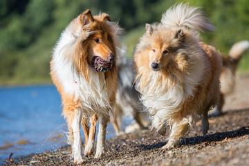 collie dogs playing at the lake