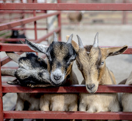 Baby goats