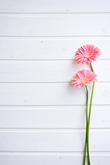 Two Pink gerber daisy flowers on  wooden backgraund. Gerbera and decorative heart. Flat lay, top view