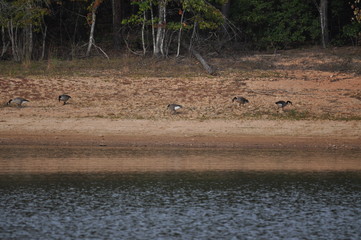 Gaggle of Geese on a Beach