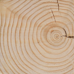 Fototapeta na wymiar Wood texture of cut tree trunk, close-up