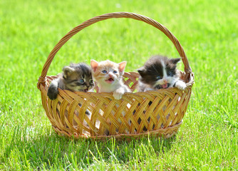Three little kittens in a backet