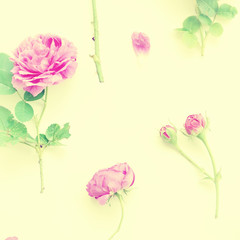 Assorted pink roses heads on white background. Roses and leaves scattered on a table, overhead view wallpaper. Flat lay, top view of flowers. Photo made with color filters.