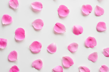 A collection of pink rose petals on a white background. Set of elegant flower petals. Top view, flat lay.