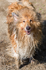 portrait of an injured wet and dirty dog